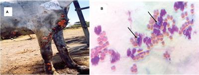 Equine Histoplasmosis in Ethiopia: Phylogenetic Analysis by Sequencing of the Internal Transcribed Spacer Region of rRNA Genes